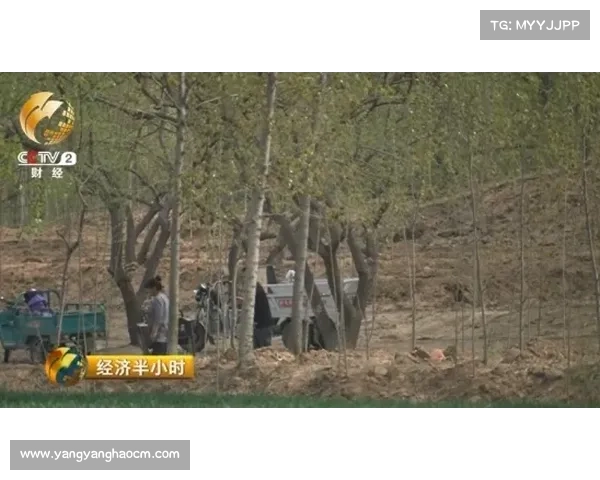 小麦国家队的逆袭之路：从困境中的挣扎到世界舞台的荣耀